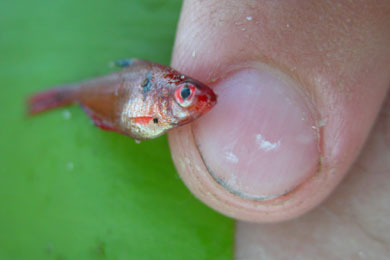 fish attack