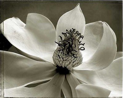 Magnolia #1