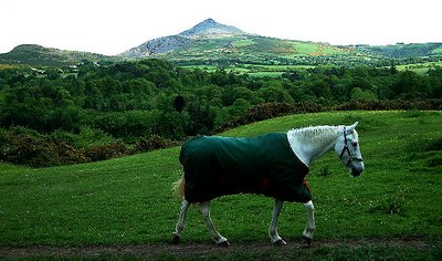 Horse at leisure