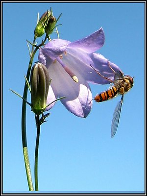 Flower Fly