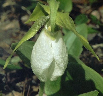 White Moccasin Flower