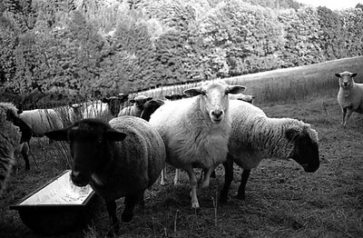 Sheep Chase
