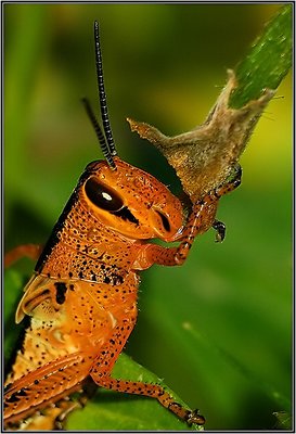 Grasshopper Nymph