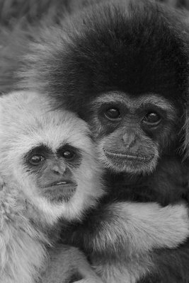 Gibbons