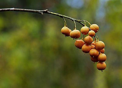 Berries