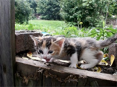 Alley Kitten