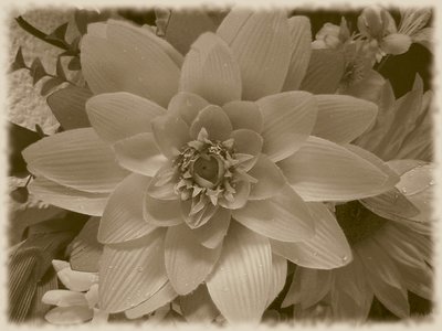 Flower without colour