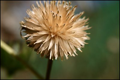 Weeds in the Parking Lot 2