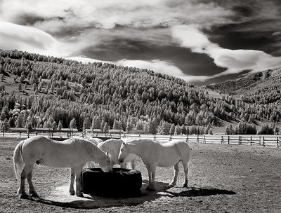 Celestial Horses