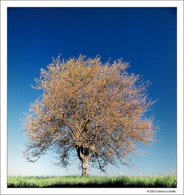 Albero in estate