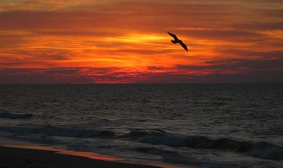A Seagulls Sunrise Flight