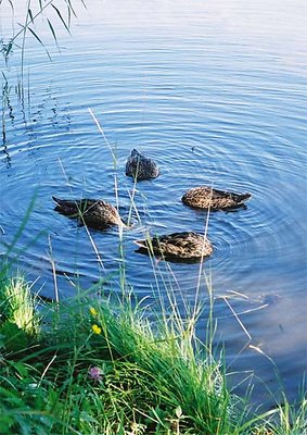 synchronous swimming