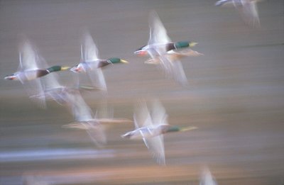 "Mallards"