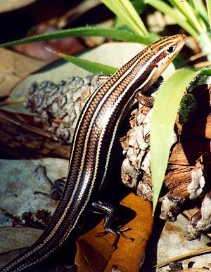 Lined Skink