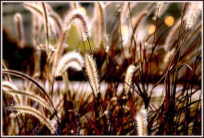 Grasses
