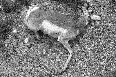 Pronghorn Antelope Out of Season, Southwest Wyoming, August 1999