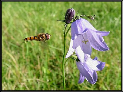 Flying Flower-Fly