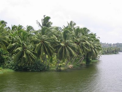 Scenic shot just outside Trivandrum - 4