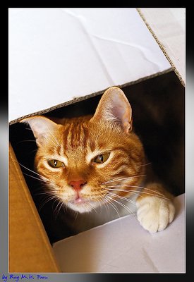 Cat by FedEx
