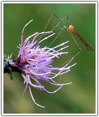 Purple Flower with Guest