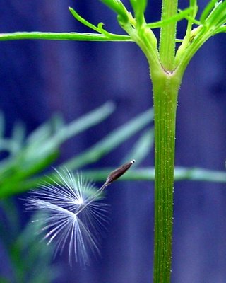 Dandylion Seed Suspended