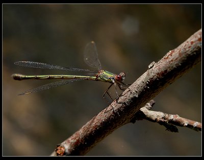 Dragonfly