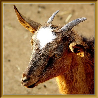 Litle Goat