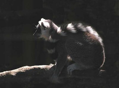 lemur in the shadows