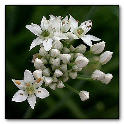 Bouquet of Garlic