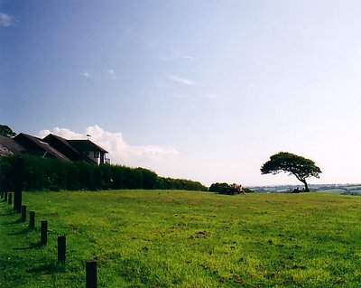 Solitary Tree