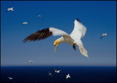 Northern Gannet II