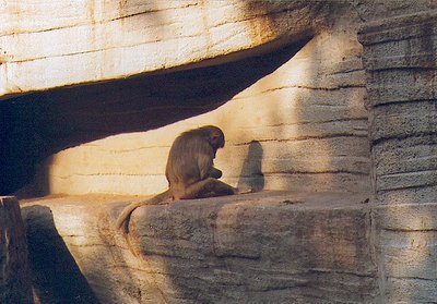 Lonely Ape