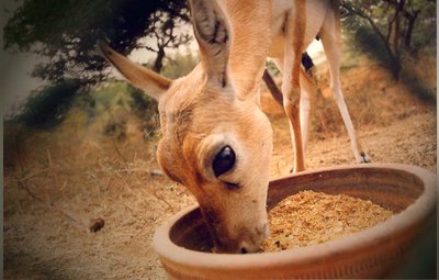 deer feeding