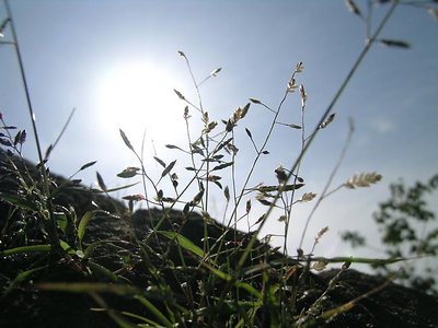 Sunlight Shadow