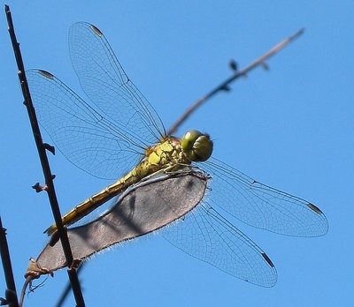 Dragonfly Surfler