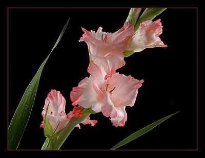 Gladiolis