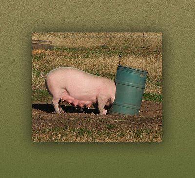 pig in a tub