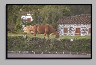 Horse.