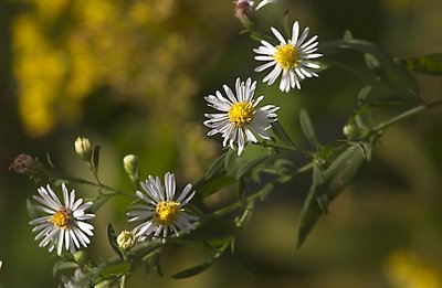 Little White Flowers