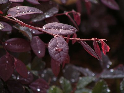 Droplets on Leaves