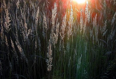 Sunset in the grass