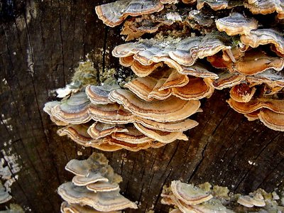 Fungus on tree