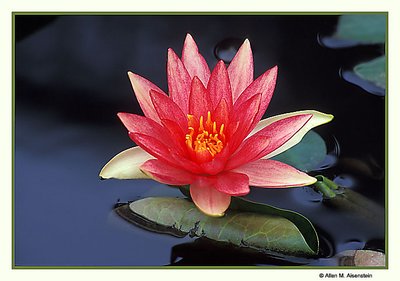 Water Lily (s1257)