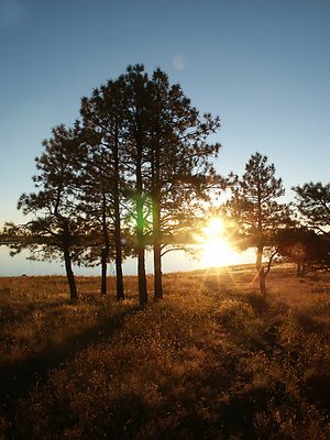 Trees and Sun