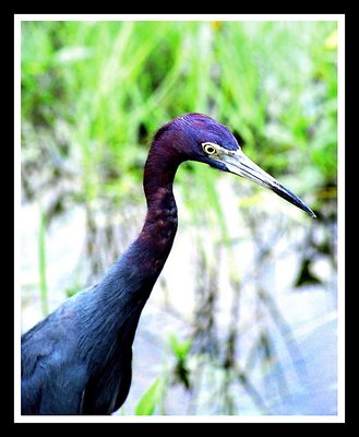 Tri - color Heron