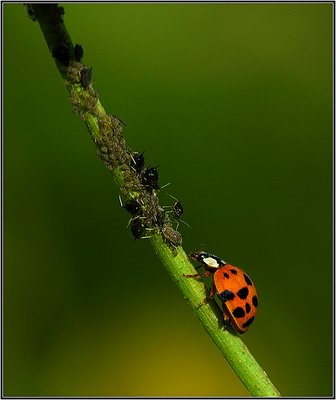 Lady Bug and Aphids