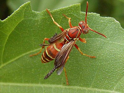 Red Wasp