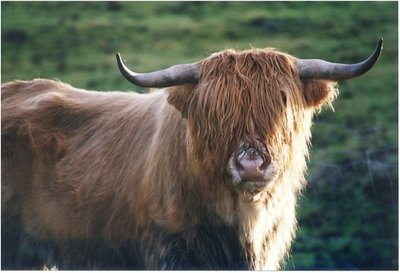 Highland Cattle