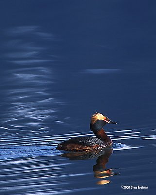 Horned Grebe