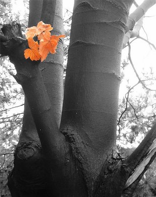 Last leafs of the season